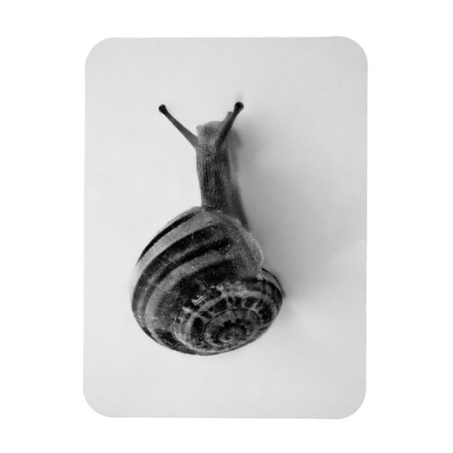 Snigel vykort magnet (Vertikal)