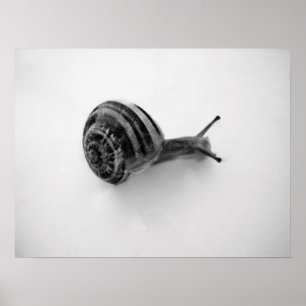 Snigel vykort poster