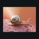 Snigel w/ray ~ vykort<br><div class="desc">Snigel på tegel med ny bakgrund och röntgen. Glöm inte matchande porto.</div>