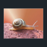 Snigel w/ray ~ vykort<br><div class="desc">Snigel på tegel med ny bakgrund och röntgen. Glöm inte matchande porto.</div>