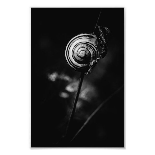 snigelhale fototryck (Framsidan)