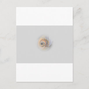 snigelSchnecke Muschel snäcka Vykort
