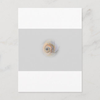 snigelSchnecke Muschel snäcka Vykort