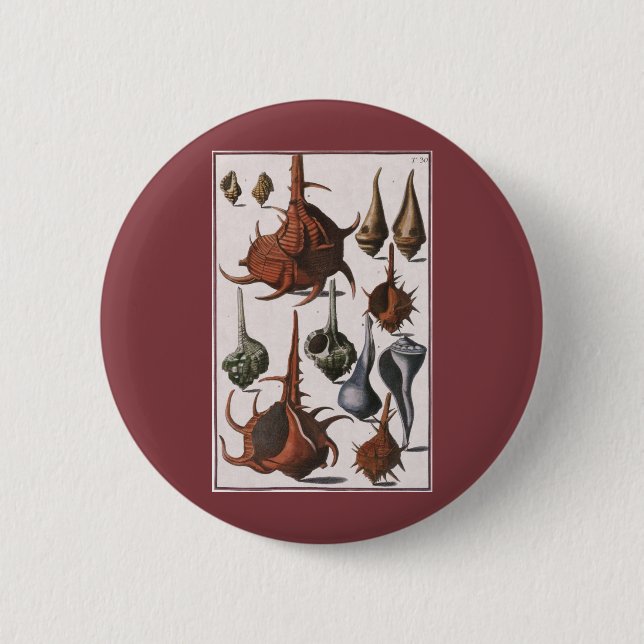 Snigelskal, Antika Snigelskal, Havets Marina Liv Knapp (Framsida)