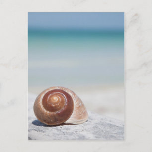 Snigelskal På Strand St. Petersburg, Fl Vykort
