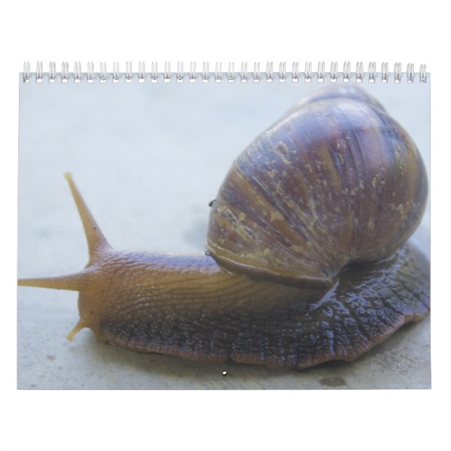 Sniglar Kalender (Omslag)