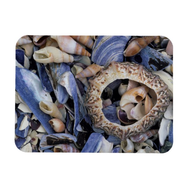 Sniglar, Kapstaden, Västra Kapprovinsen Magnet (Horisontell)