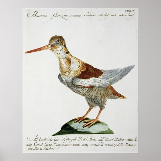 Snipe, c.1767-76 (anrikning av färgader) poster (Framsidan)