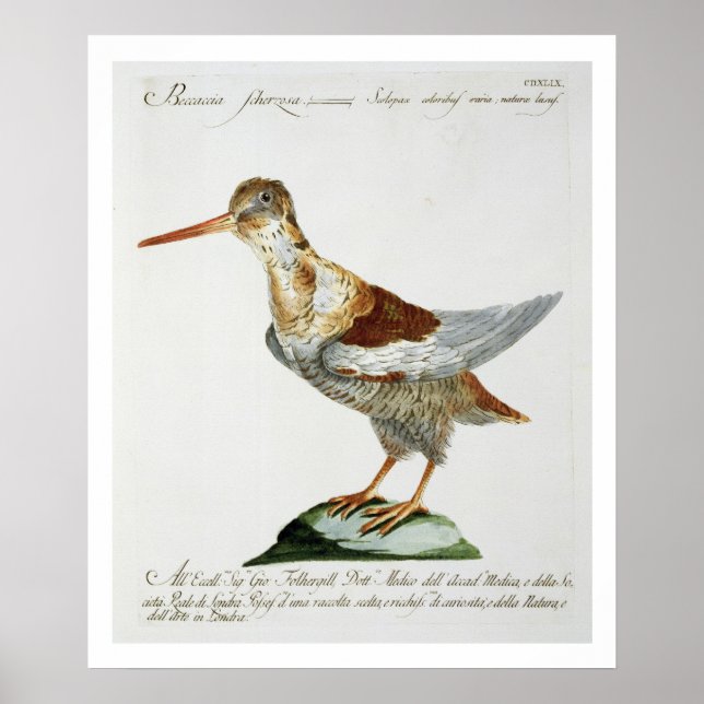 Snipe, c.1767-76 (anrikning av färgader) poster (Framsidan)