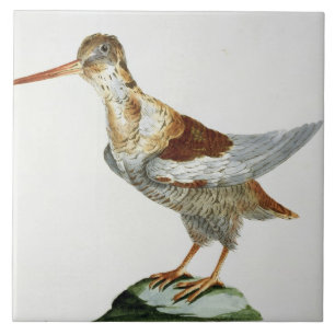 Snipe c.1767-76 (räcka färgad gravyr), kakelplatta