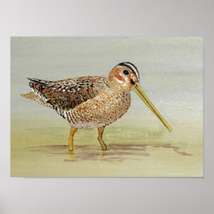 Snipe vanligt konst poster
