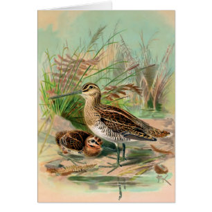 Snipe vanligt vintagefågelillustrationen hälsningskort