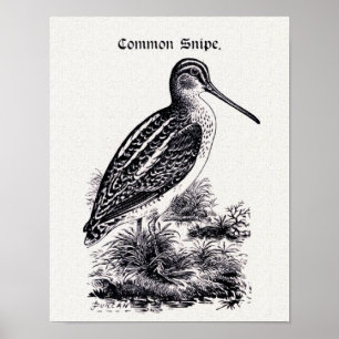 "Snipe vanligt" vintageillustrationen Poster