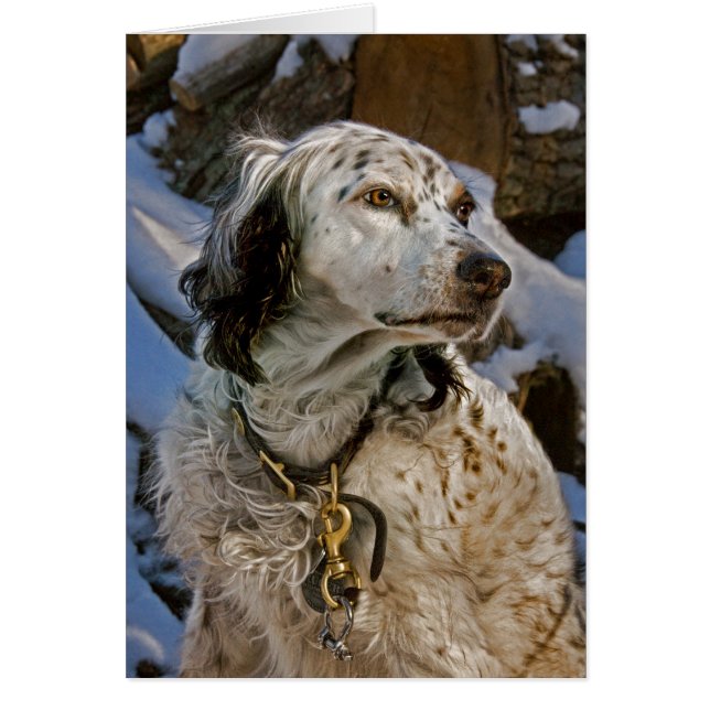 Snö #2 för engelsk Setter Hälsningskort (Framsidan)