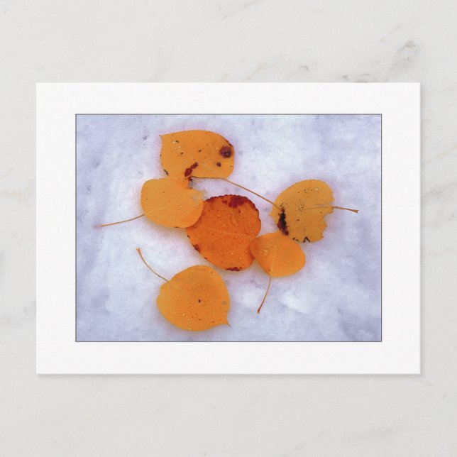 ’Snö Aspen’ Vykort (Framsida)