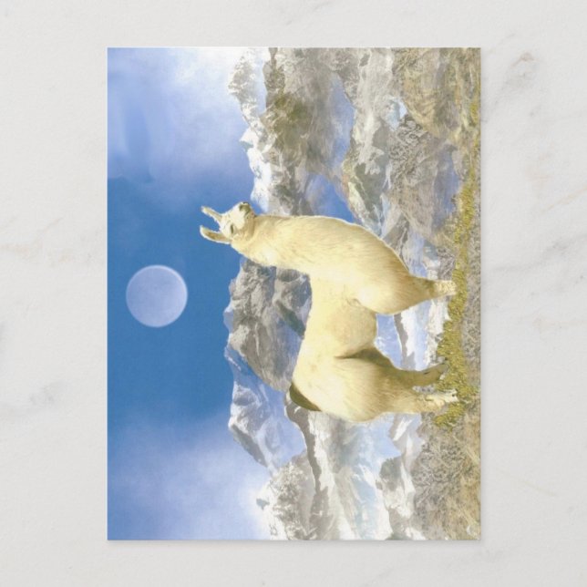 Snö Bear Vykort (Framsida)