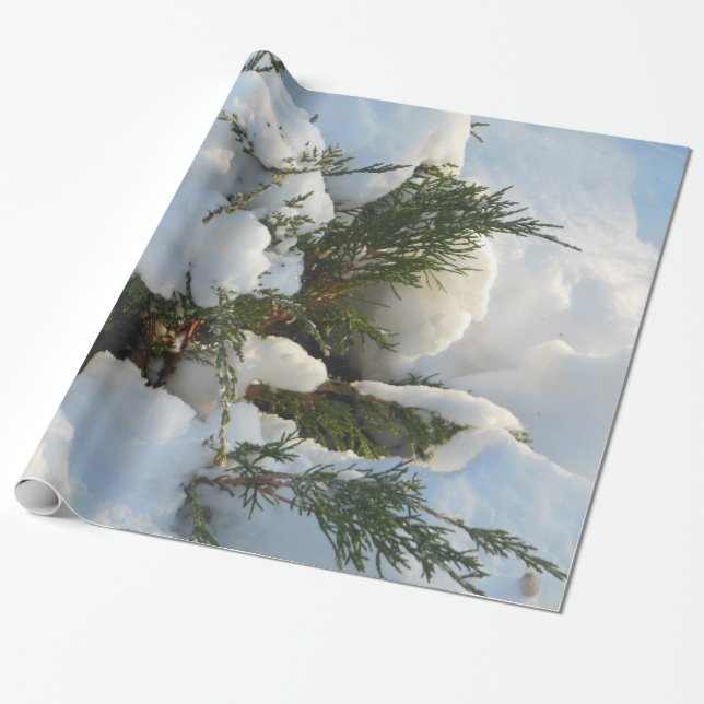 Snö begravd evergreen presentpapper (Utrullad)