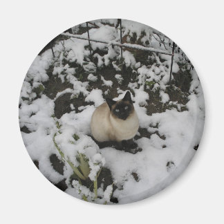 Snö Bilder, Snö Cat Magnet