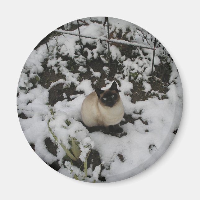 Snö Bilder, Snö Cat Magnet (Framsidan)