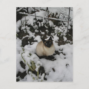 Snö Bilder, Snö Cat Vykort