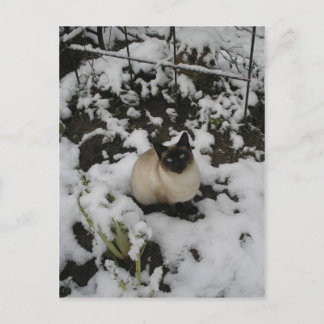 Snö Bilder, Snö Cat Vykort