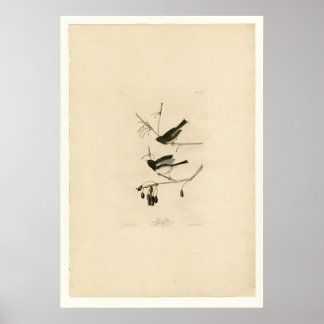 Snö Bird Poster