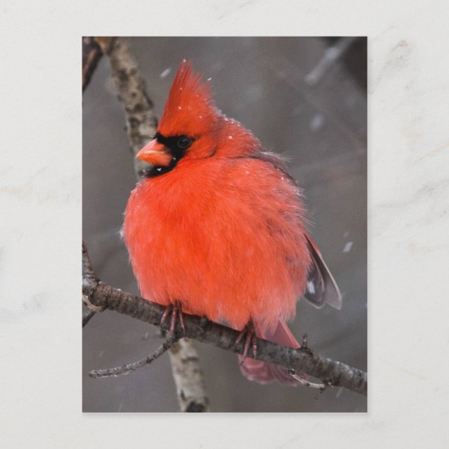 Snö Bird Vykort (Framsida)