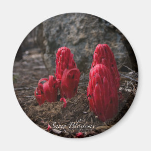 Snö Blommar Magnet