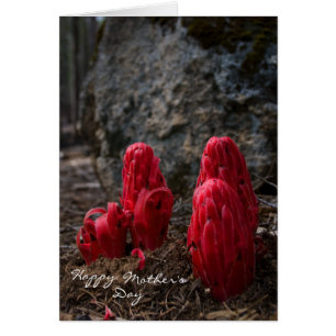 Snö Blommar Mors dag Hälsningskort