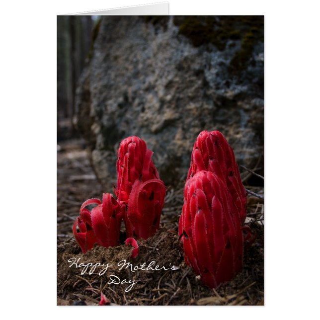 Snö Blommar Mors dag Hälsningskort (Framsidan)