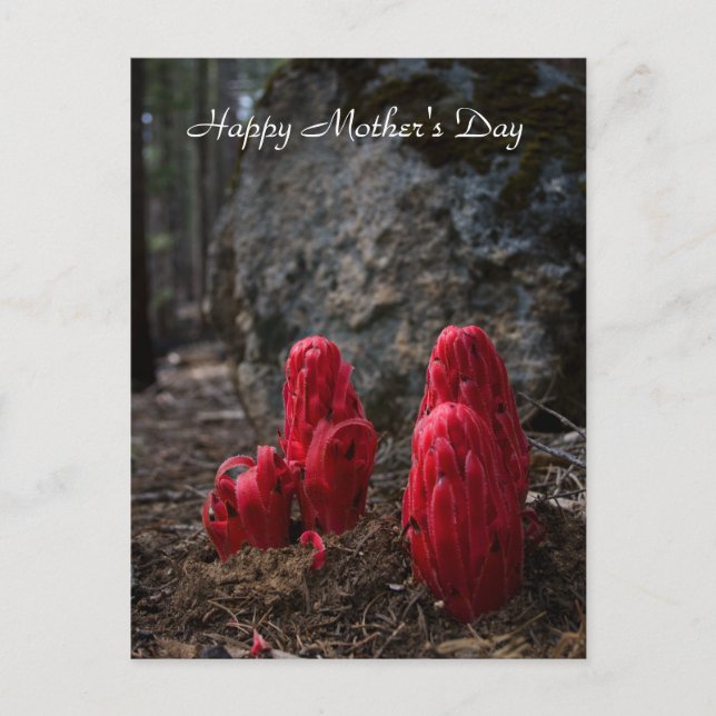 Snö Blommar Mors dag Vykort (Framsida)