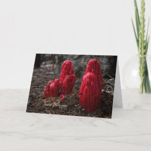 Snö Blommar Photo Vågrät Kort