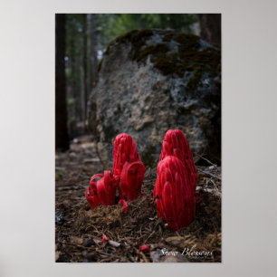 Snö Blommar Poster