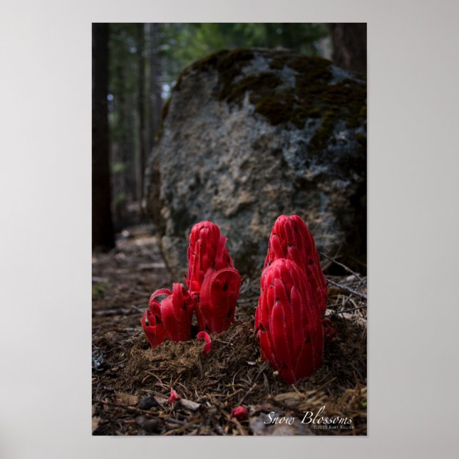 Snö Blommar Poster (Framsidan)