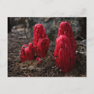 Snö Blommars Photo Vykort
