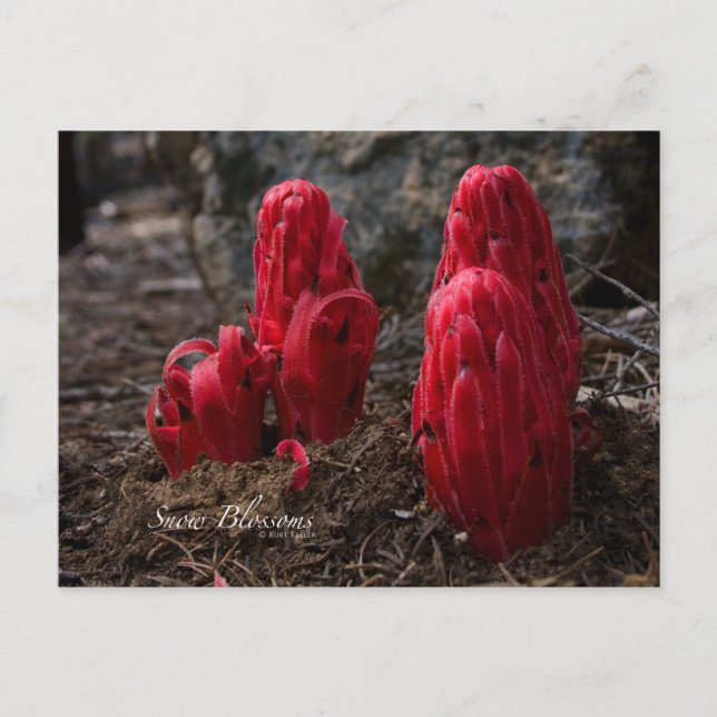 Snö Blommars Photo Vykort (Framsida)