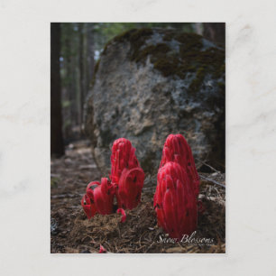 Snö Blommars Photo Vykort