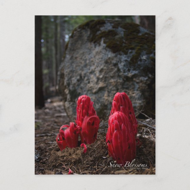 Snö Blommars Photo Vykort (Framsida)