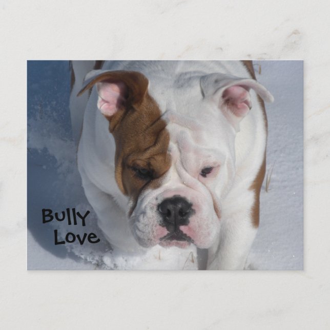 Snö Bully 2 - English Bulldog Vykort (Framsida)