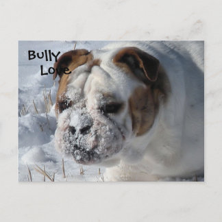 Snö Bully - English Bulldog Vykort