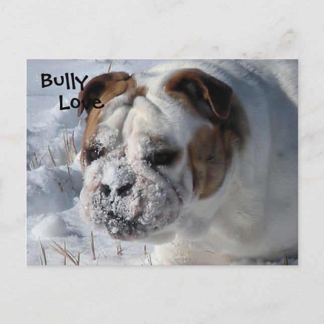 Snö Bully - English Bulldog Vykort (Framsida)