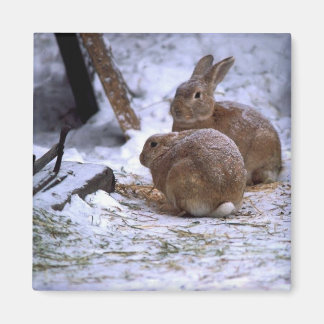 Snö bunnies magnet