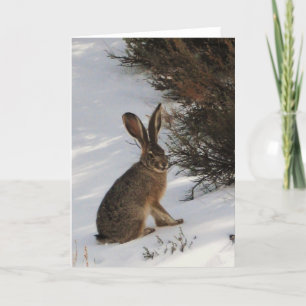 Snö Bunny Kort