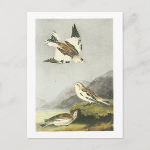 Snö Bunting av Audubon Vykort
