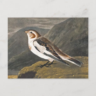 Snö Bunting av John James Audubon, Vintage Bird Vykort