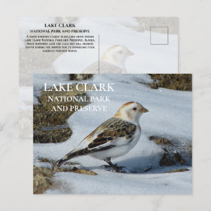Snö Bunting i Snö, Sjö Clark nationalpark Pos Vykort