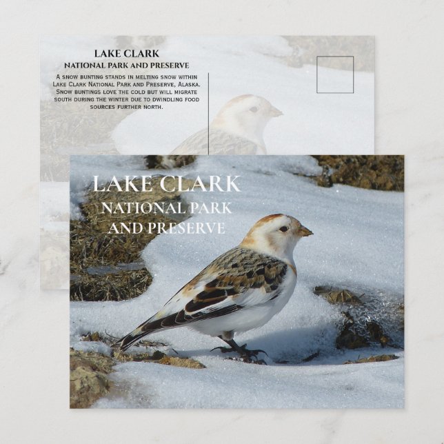 Snö Bunting i Snö, Sjö Clark nationalpark Pos Vykort (Fram/baksida)