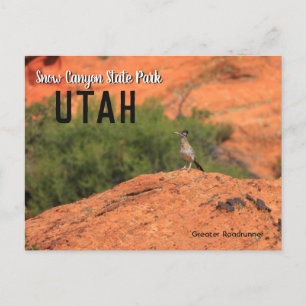 Snö Canyon Roadrunner Utah Vykort