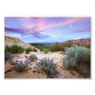 Snö Canyon Sunrise Wildblommor Landcape Foto