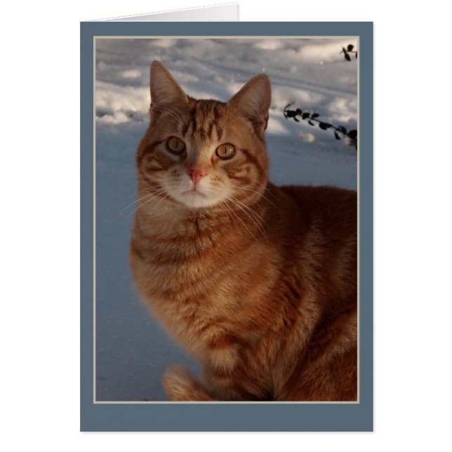 Snö Cat Hälsningskort (Framsidan)